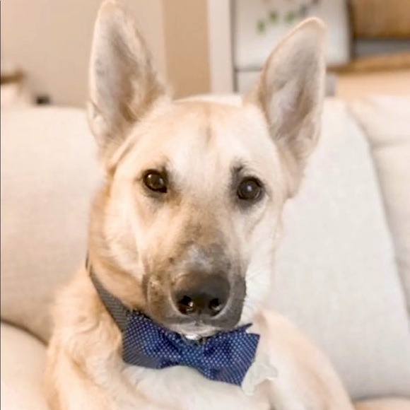 Pet Polka Dot Bow Tie Collar - Picture 3 of 9